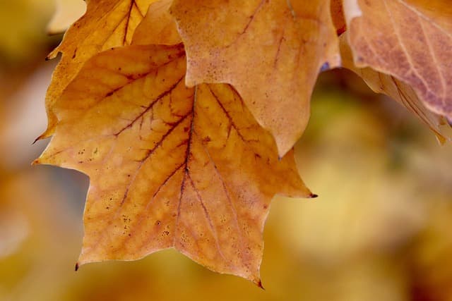 Cómo Crear un Look Asequible y Elegante para el Otoño